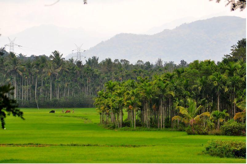 Wayanad Gate Resort 玛纳多迪 外观 照片