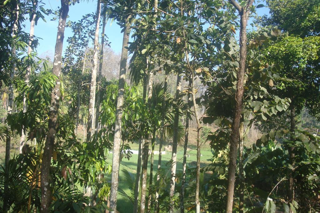 Wayanad Gate Resort 玛纳多迪 外观 照片
